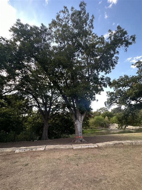 San Marcos removing trees due to 'drought stress and disease'